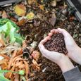 250 GR de vers de Compost | vers de Vivants Eisenia, compostez Vos déchets organiques - pour lombricomposteur / composteur / Jardin-2