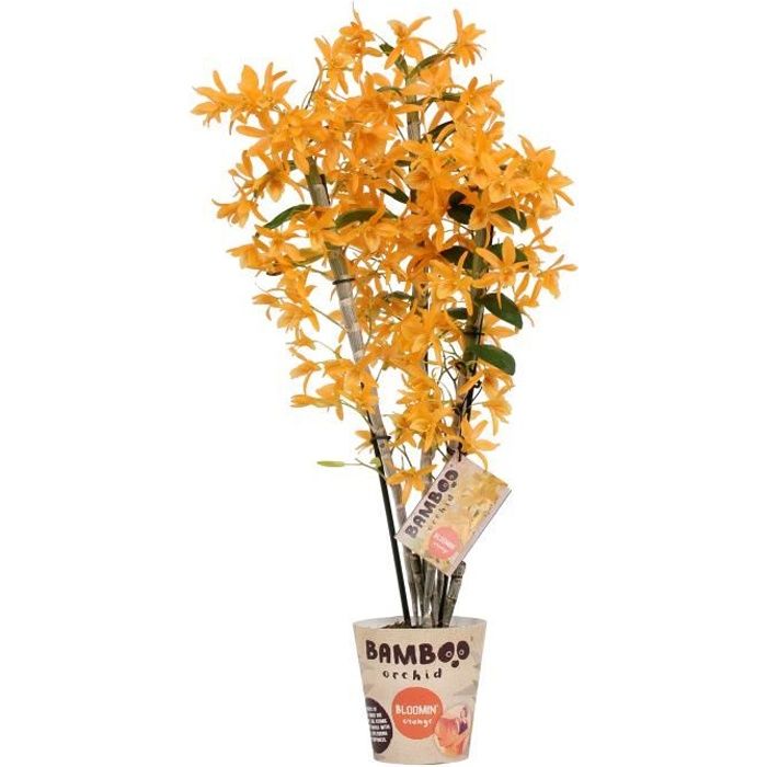 Orchidée de Botanicly – Bambou Orchidée – Hauteur: 50 cm, 3 pousses, fleurs d'oranger – Dendrobium nobile Firebird plante naturelle