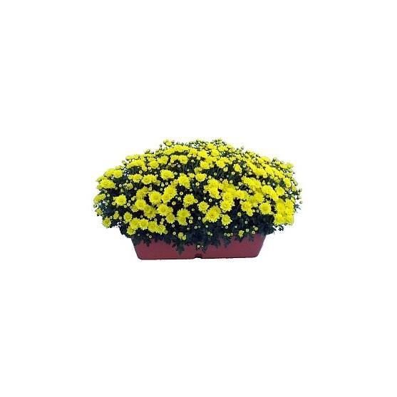 Jardiniere chrysantheme jaune - Cdiscount Jardin