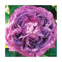 Rosier arbustif Reine des Violettes - BELLEVUE DISTRIBUTION - Pot - Floraison violette - Mi-ombre - Parfumé