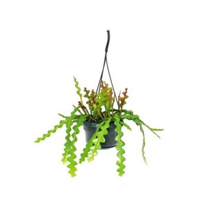 PLANTE POUSSÉE Exotenherz - Epiphyllum anguliger - Sabre-cactusim - Crocodile-queue-cactus - Pot à feux 14cm