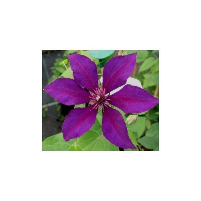 Clématite burma star® godet - fleur violette - Cdiscount Jardin