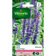 VILMORIN Sauge bleue Victoria-0