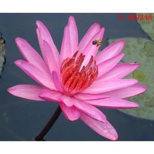 GRAINE - SEMENCE 10pcs Graines de fleur de nymphaea nymphéa lotus p