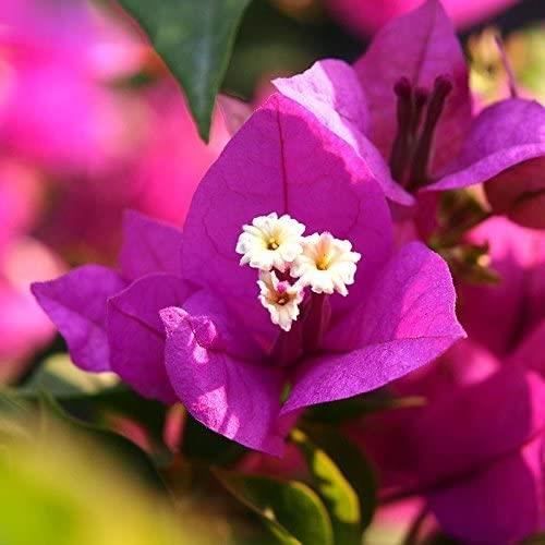 100 Graines De Fleurs De Bougainvilliers Jaunes - Semences Qualité Pour Jardin
