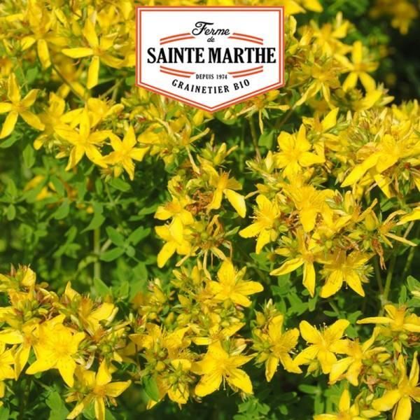 Comparer les prix de La ferme Sainte Marthe -  1 500 graines Millepertuis Perforé