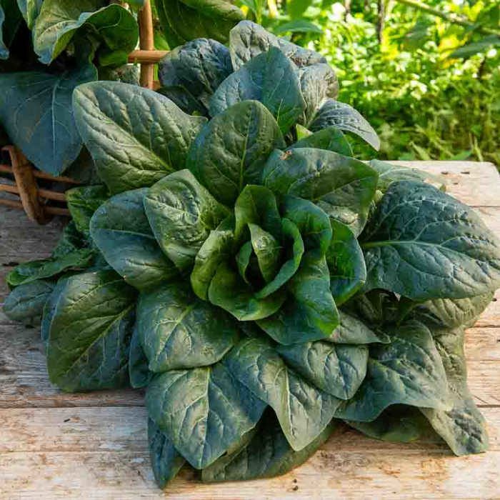 Meilleurs prix pour Vilmorin - Sachet graines Chicorée à feuilles Grumolo Verde …