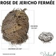 Rose de Jericho - Plante de la Résurrection - Selaginella Lepidophylla, Plante Dinosaure-1