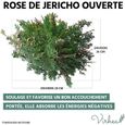 Rose de Jericho - Plante de la Résurrection - Selaginella Lepidophylla, Plante Dinosaure-2
