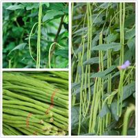 Graines de haricots longs 30g Snake-Yard-Long Asperges Haricot Nouilles rouges Pole Bean Haricot de jardin Graines chinoises f[16]