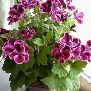GRAINE - SEMENCE Plantes en pot de fleurs de géraniums rouges et blanches en pot de balcon Diy Home Garden 20 pièces-lot: bleu ciel [130]