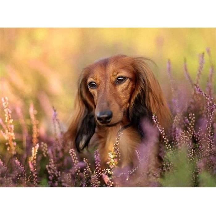 Kits De Peinture Diamant - Teckel 5D - Art Diamant Pour Adultes Et Enfants - Décoration Murale Ronde En