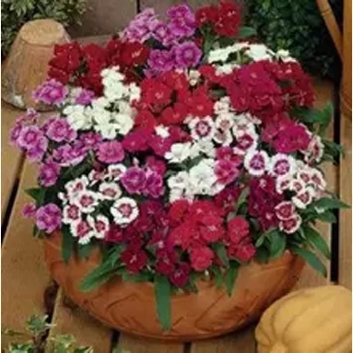 Graine de fleur de jonquille quatre saisons facile à la maison balcon  intérieur en pot de fleurs environ 40 - Cdiscount Jardin