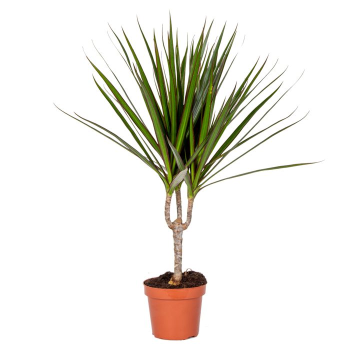 Dracaena Marginata - Dragonnier - Plante d'intrieur - Dpolluante - H.  30-40 cm - P. 12 cm - Cdiscount Jardin