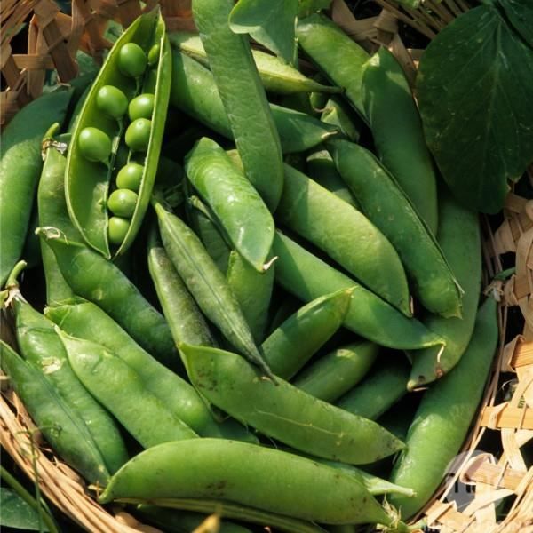 Graines Pois Nain Petit Provençal - Sachet 50 G (environ 220 Graines) - Planète Graines
