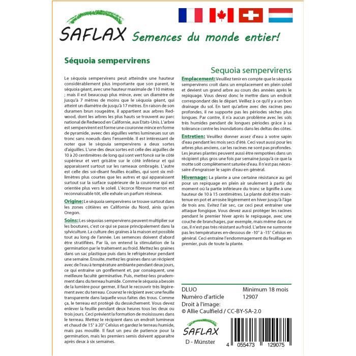 Graines De Séquoia Sempervirens - Pack De 50 Graines - Arbre Géant De Californie