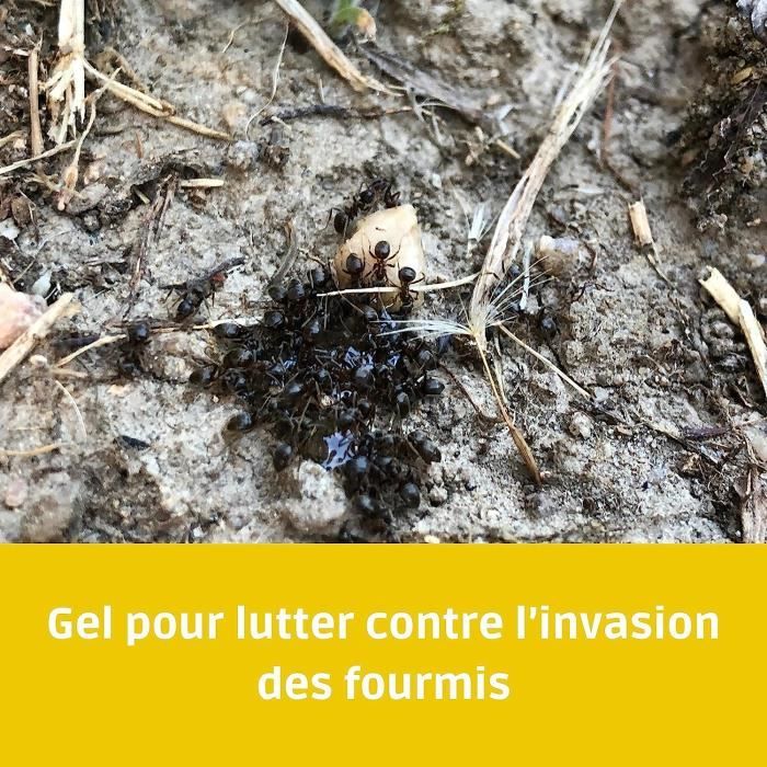 CLAC Gel Fourmis Triple Action, Produit pour Lutter Contre Les Fourmis ...