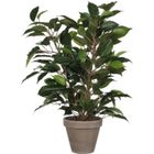 Plante Artificielle - Mica Decorations - Ficus Natasja - Hauteur 40 cm - Réaliste - Sans entretien