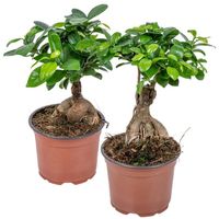 Bonsaï Ficus 'Ginseng' - Bloomique - Lot de 2 - Plante d'intérieur en pot de culture D12 cm - H35 cm