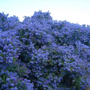 ARBRE - BUISSON Ceanothus 'Concha' - Céanothe persistante bleu violet - Lilas de Californie