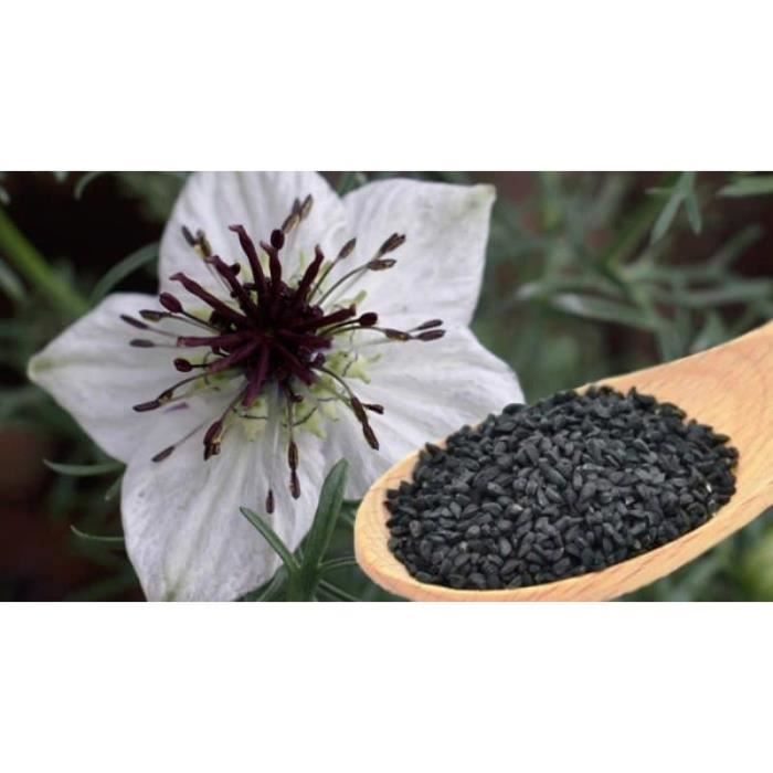 Graines de Nigelle habba sawda 500 grammes…