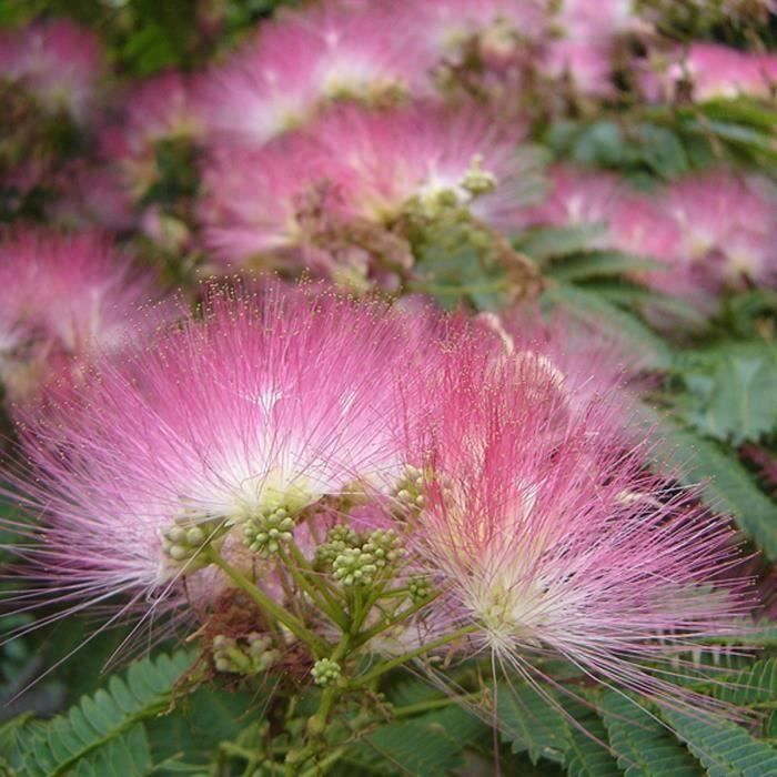 Graines fleurs Albizia Jardin semences 10Pcs An04652
