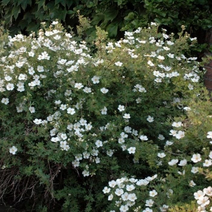 Potentilla Fruticosa Tilford Cream Plantes Exterieures