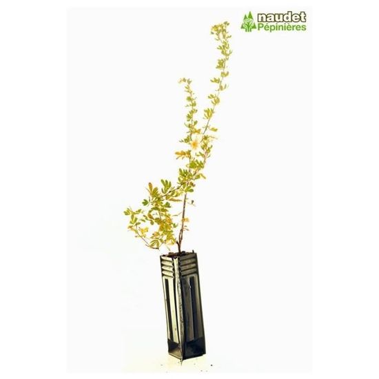 Faaxaal Photos Nature Gratuites Et Libres De Droits Potentille