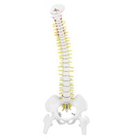 Qiilu Modèle d'anatomie de la colonne vertébrale Modèle de colonne vertébrale humaine flexible amovible de 38 cm pour