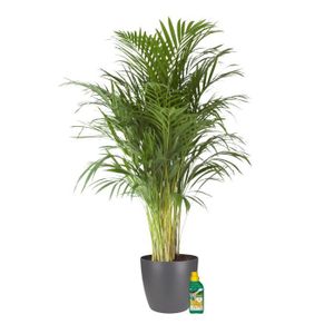 PLANTE POUSSÉE Plante d'intérieur – Palmiste multipliant en pot de fleur blanc + 250 ml d'engrais comme un ensemble – Hauteur: 110 cm...