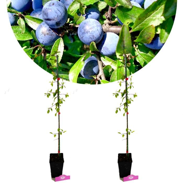 Arbre - SCHRAMAS - Prunus spinosa - Arbre fruitier -