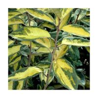 Elaeagnus x ebbingei Viveleg® - Arbuste - Pot de 7,5L - 80/100 cm - Jaune - Persistant