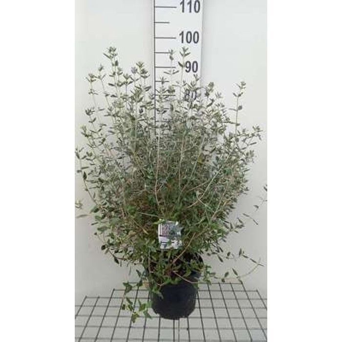 Teucrium fruticans - Gamander de Montpellier En pot 5 litre