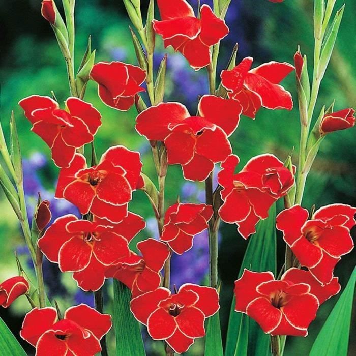 5 Bulbes De Glaïeul Nain Nathalie - Fleurs Rose Vif Avec Gorge Blanche/crème, Hauteur 40-60 Cm, Floraison Juin à Août