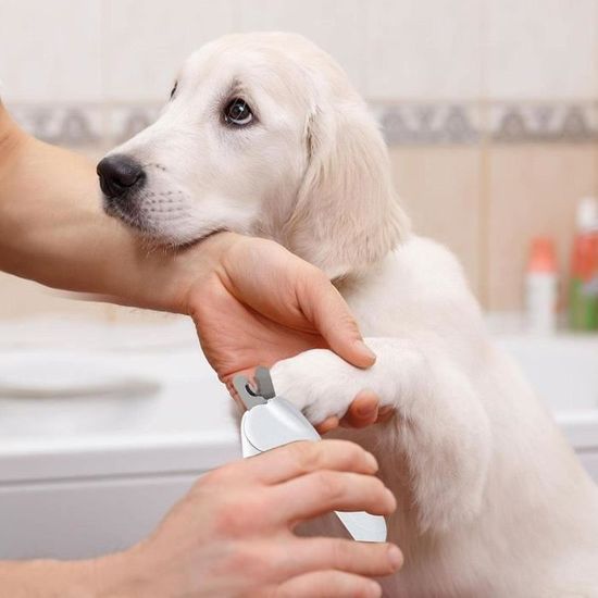 Coupe-Ongles Professionnel Avec Lumière LED Lumineuse Et Loupe Pour