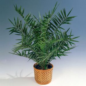 PLANTE POUSSÉE Palmier dattier des canaries  Phoenix Canariensis  Plante exotique d'extérieur Pot 15 cm