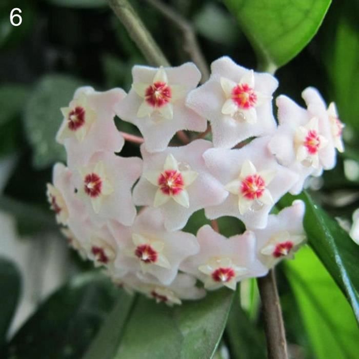 bodhi 6 # Hoya Graines 300 Pcs Mixte Couleur Fleur Hoya Graines Balle Orchidée Maison Jardin Jardin Balcon Décor