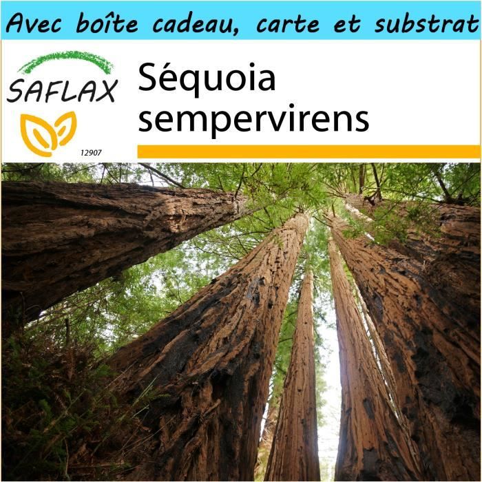 Sequoia sempervirens Kit cadeau 50 graines Séquoia sempervirens SAFLAX 