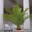Palmier dattier des canaries  Phoenix Canariensis  Plante exotique d'extérieur Pot 15 cm-3