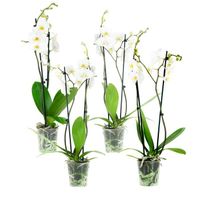 Orchidées – 4 × Orchidée papillon blanc – Hauteur: 60 cm, 2 pousses, fleurs blanches XC8D