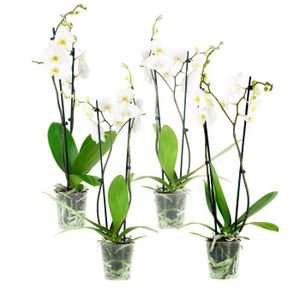 PLANTE POUSSÉE Orchidées – 4 × Orchidée papillon blanc – Hauteur: 60 cm, 2 pousses, fleurs blanches XC8D