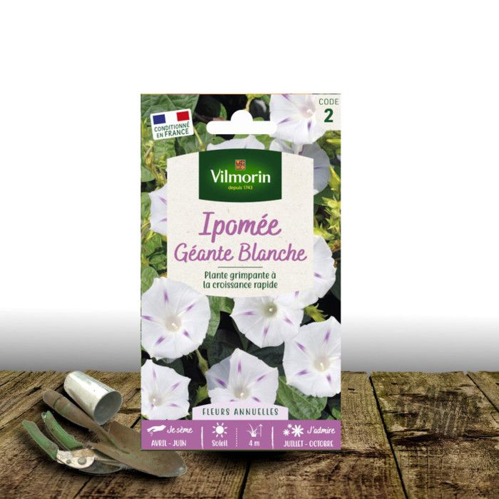 Ipomée Blanche Étoilée Vilmorin - Graines Fleurs Grimpantes Annuelles 4m - Floraison Abondante