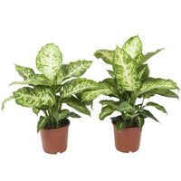 Plantes d'intérieur – 2 × Dieffenbachia Mars – Hauteur: 65 cm X770