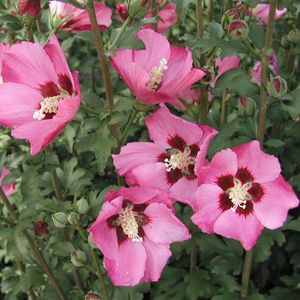 ARBRE - BUISSON  Hibiscus syriacus Pink Giant® 'Flogi'-Pot de 4L - 40/60 cm-BELLEVUE DISTRIBUTION