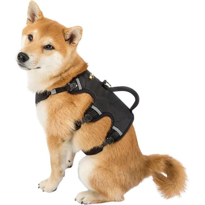 7 Races De Chiens De Taille Moyenne Et Calmes Pour Une Maison Paisible 7 Races De Chiens De Taille Moyenne Et Calmes Pour Une Maison Paisible