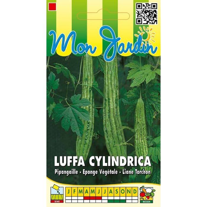 Graine - Semence - Luffa cylindrica (éponge végétale)