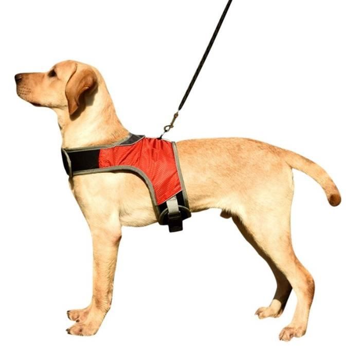Harnais lumineux pour chien, accessoire de sécurité pour animaux de  compagnie, avec LED, laisse, ceinture, collier, [7AA16DE] - Cdiscount