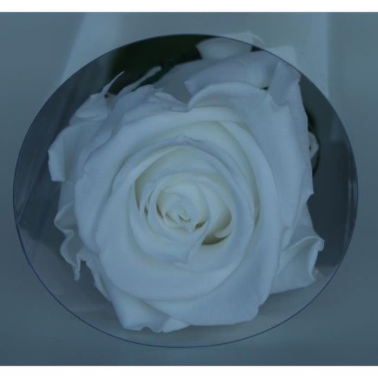 Rose éternelle blanche en tige, rose stabilisée - Cdiscount Maison