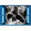 Sticker enfant fenêtre Superman réf 1041 1041