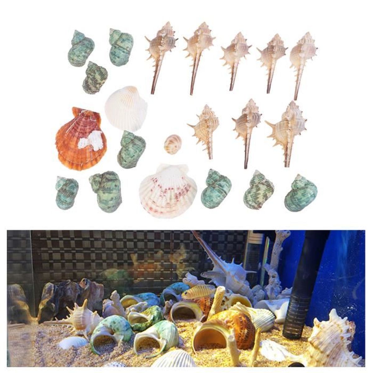 DINGFENG Coquillage Décoration En Coquillages Blancs Océan, Perles Naturelles Pour Bricolage, Remplisseurs De Vase Et Décoration De Paysage D' Aquarium